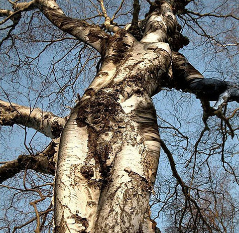 http://www.lalyreduquebec.com/Neptune/femme-arbre2.jpg